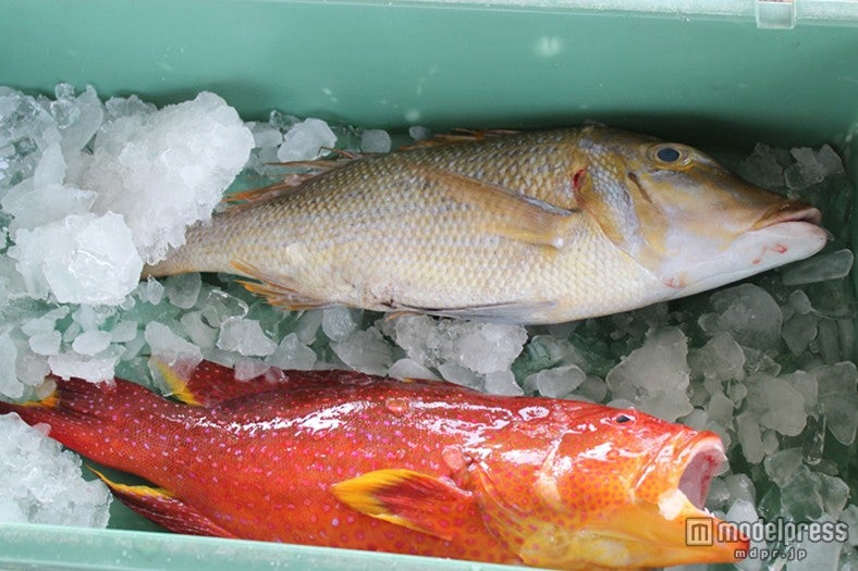 セリ市で選んだ魚を夕食のコースとしていただける