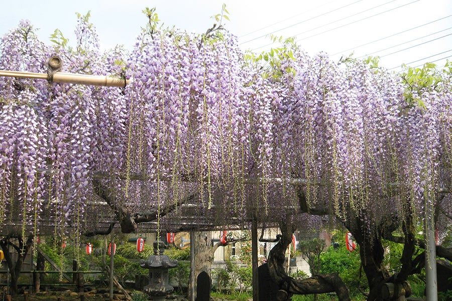 高圓寺 藤まつり