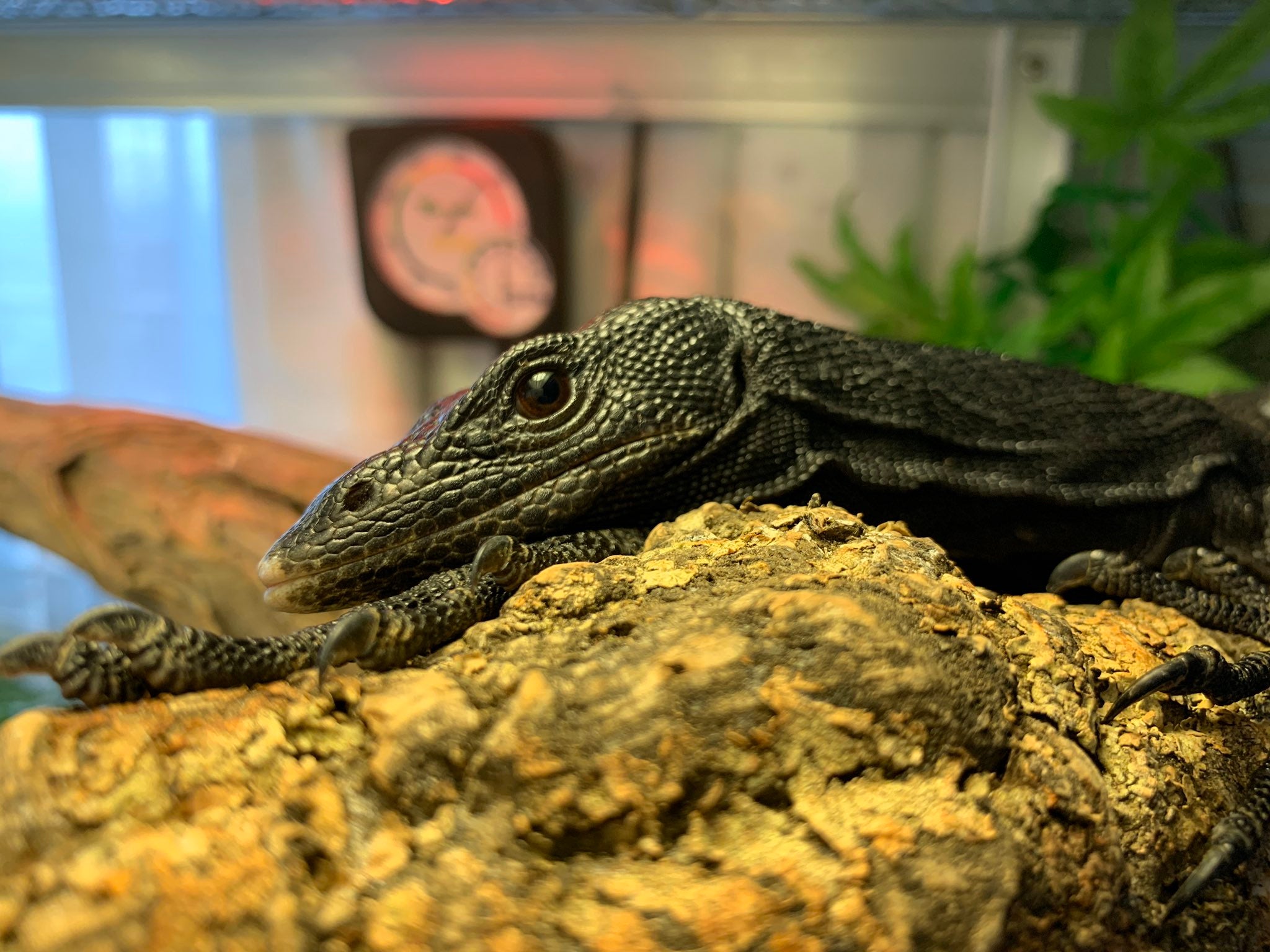 シルクロード公式Xでより