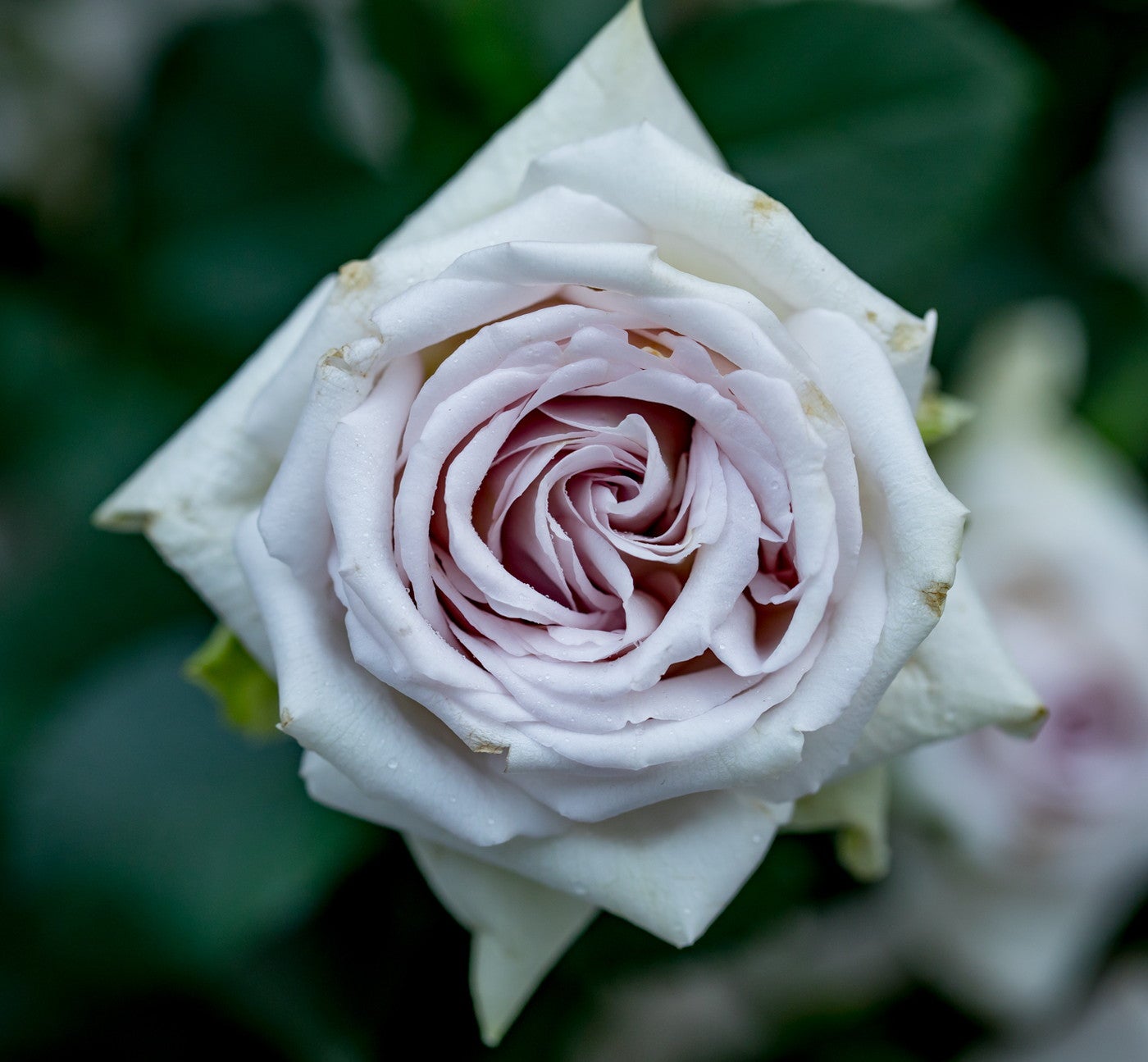 ニコライ バーグマン 箱根 ガーデンズ／提供画像