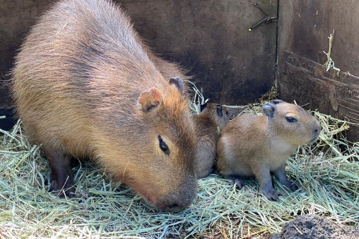伊豆シャボテン動物公園にカピバラ2頭が誕生 他4頭のベビーラッシュも話題に モデルプレス 伊豆シャボテン動物公園にカピバラ2頭が誕生 他4頭のベビーラッシュも話題に モデルプレス