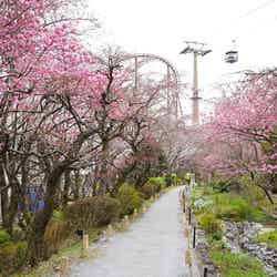 多摩緋桜が咲く散策路／提供画像