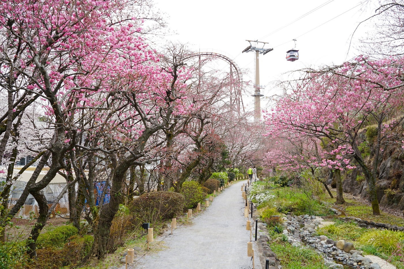 多摩緋桜が咲く散策路／提供画像