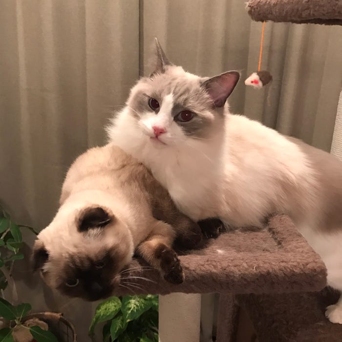 キリシマこまりとフジヤマ/画像提供:所属事務所