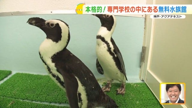 【兵庫】大人も子どもも無料で楽しめる！学校内にある「穴場の水族館」