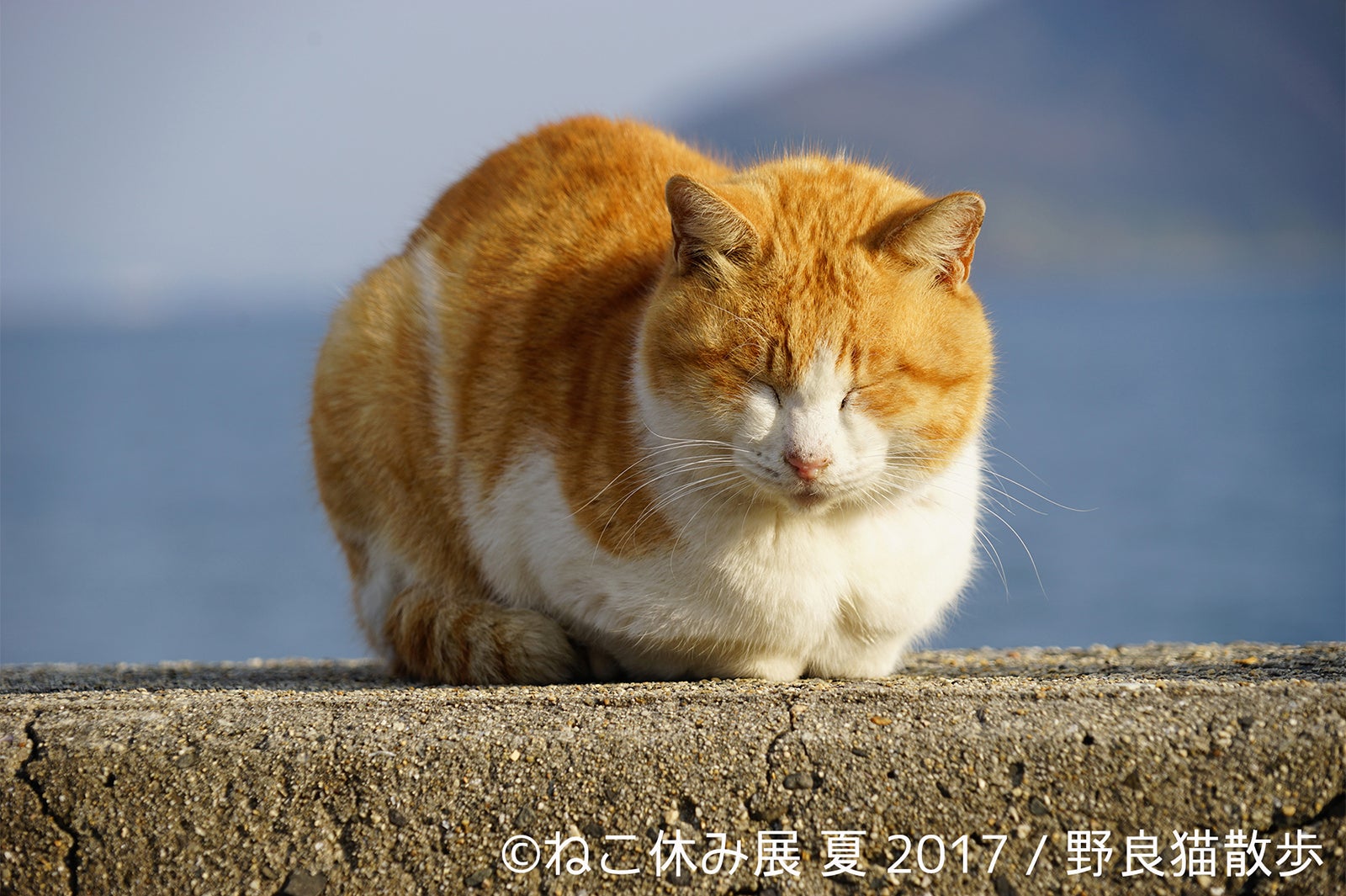 ねこ休み展／画像提供：BACON