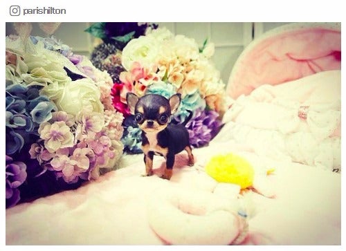 パリス ヒルトン 極小チワワがペットに加入 モデルプレス