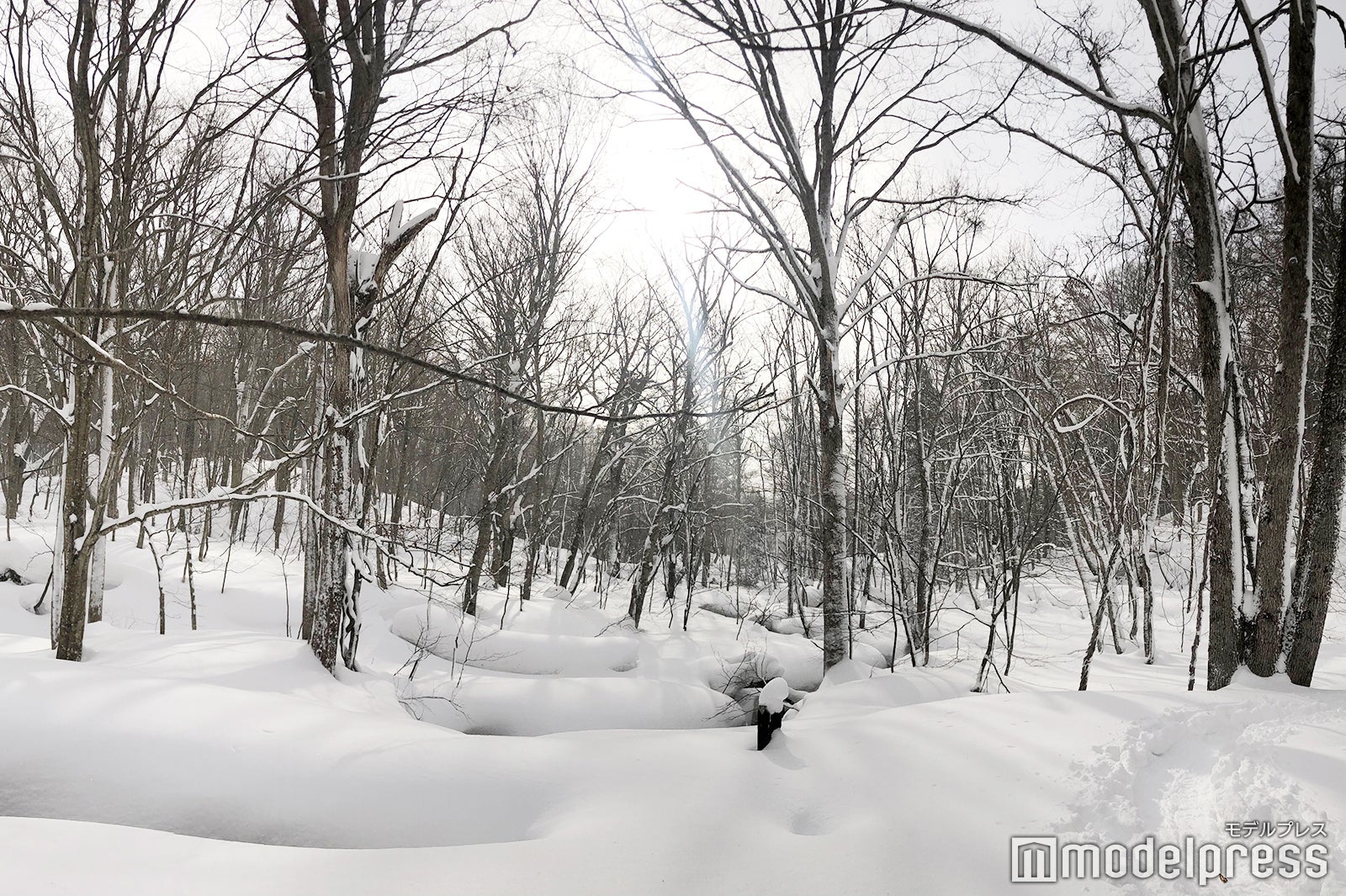 蔦沼の森（C）モデルプレス
