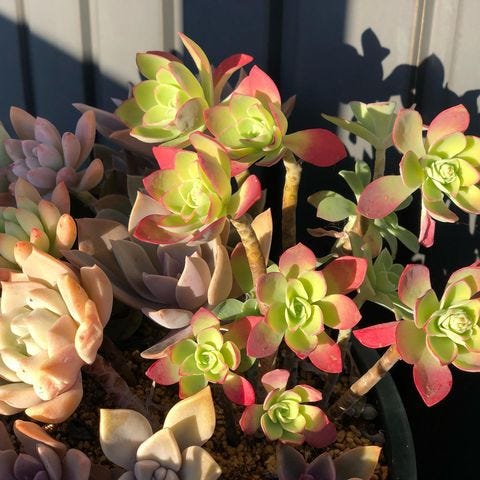 冬 センスのいい寄せ植えの作り方 初心者さんも簡単におしゃれになる組み合わせ例 モデルプレス