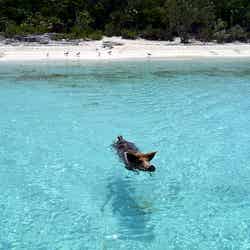 悶絶級の可愛さ、動物だらけの海外の楽園4選／08.2012 Vorobek Bahamas - swimming pigs by cdorobek