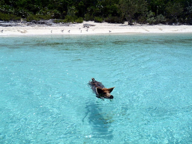 悶絶級の可愛さ、動物だらけの海外の楽園4選／08.2012 Vorobek Bahamas - swimming pigs by cdorobek