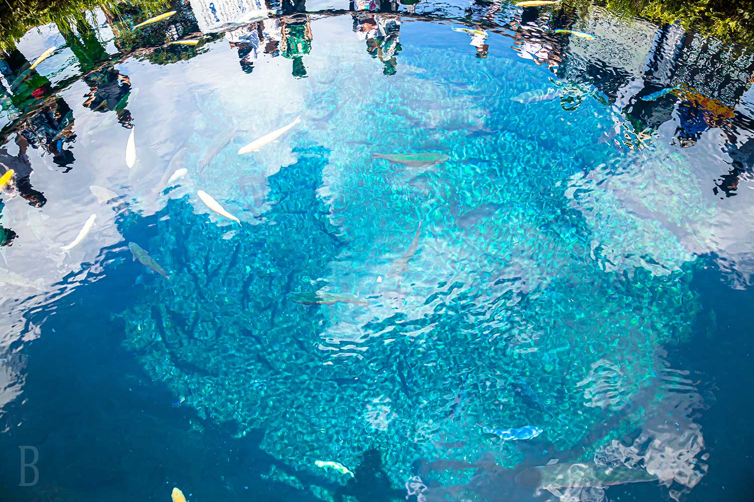 滞在を彩るペット同伴可能な近隣観光施設