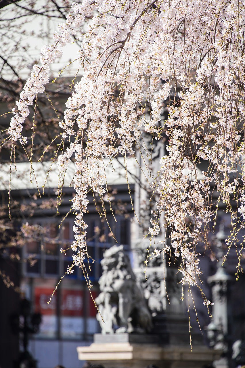 日本橋の桜／画像提供：日本橋桜フェスティバル実行委員会