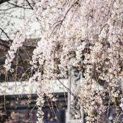 日本橋の桜/画像提供:日本橋桜フェスティバル実行委員会