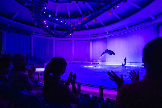 夜のイルカ&アシカショー[オーシャンナイトライブ] （提供画像）