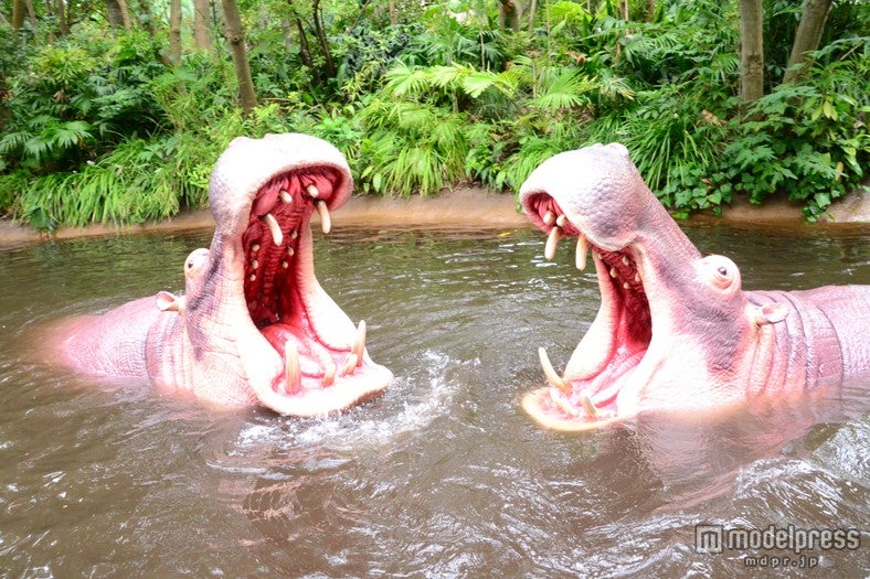 カバたちが現れる／「ジャングルクルーズ：ワイルドライフ・エクスペディション」