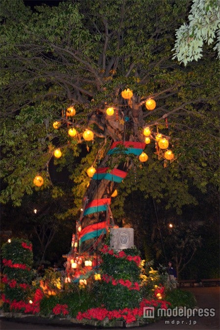 ロストリバーデルタ・ツリー