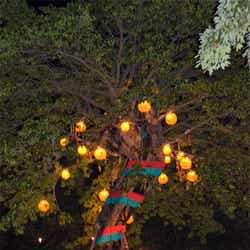 ロストリバーデルタ・ツリー