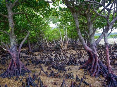 西表島、オヒルギという植物によるマングローブ林
