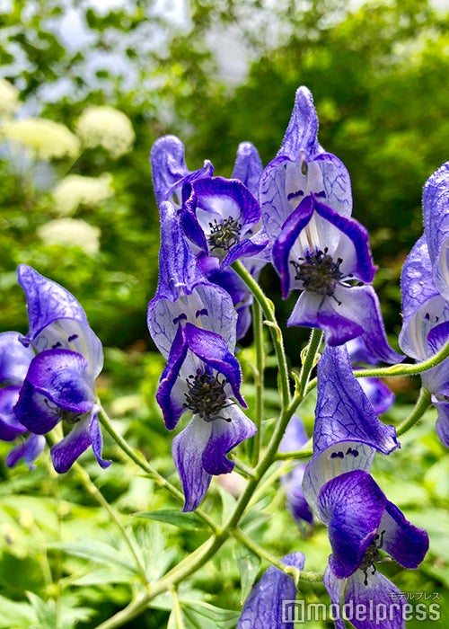 高山植物（C）ビューティーガール