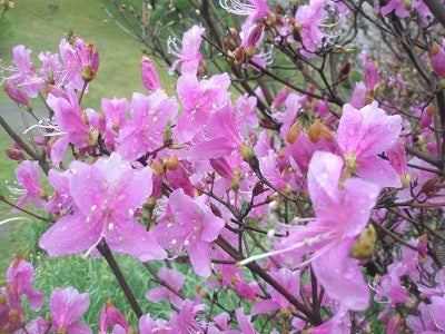 旧芝離宮恩賜庭園