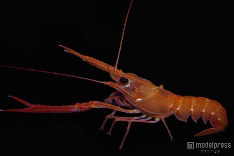 「未知なる海底谷 深海リウム」／画像提供：横浜八景島