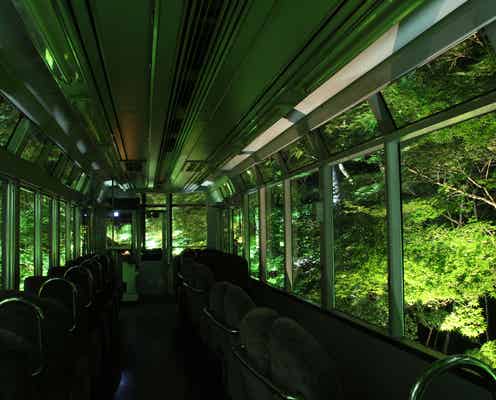 京都「もみじのトンネル」で初めての“深緑ライトアップ”
