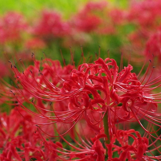 画像12 17 赤い花の花言葉といえば 素敵な意味が込められた植物を春夏秋冬別にご紹介 モデルプレス