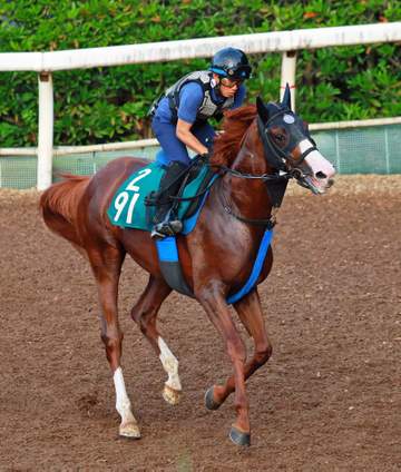 【新馬戦】オルフェーヴル産駒キトゥンズクラフト 気性は父と違い池江師「やりやすい。長くいい脚を使うタイプ」初陣V期待