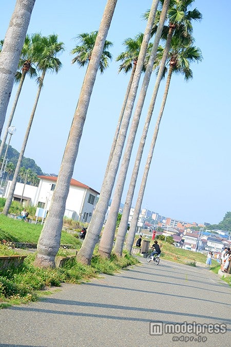逗子マリーナ周辺はヤシの木がたくさん
