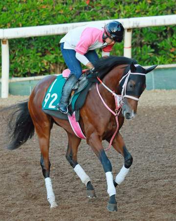【新馬戦】コルベータに期待大 レシステンシア初子が好発切る「前進気勢はお母さんよりも強いぐらい」