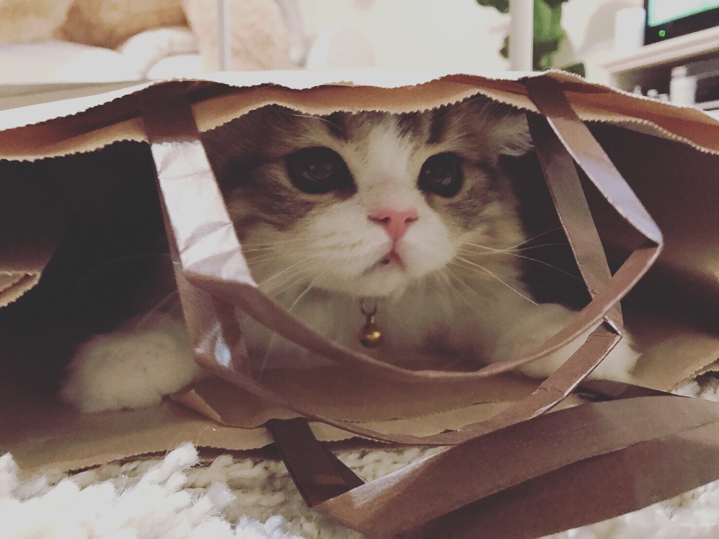 ぽんず／画像提供：所属事務所