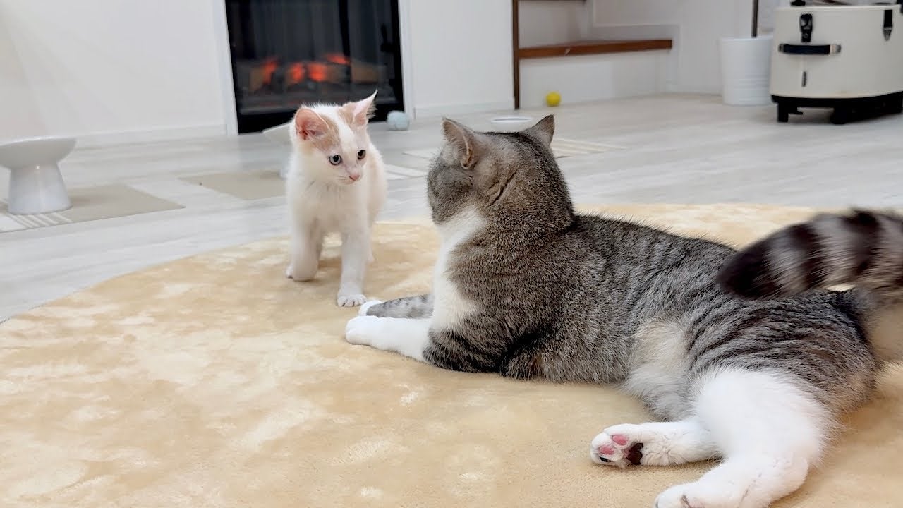 新入り猫がボス猫にちょっかいをかけると…まさかの反応にほっこり！