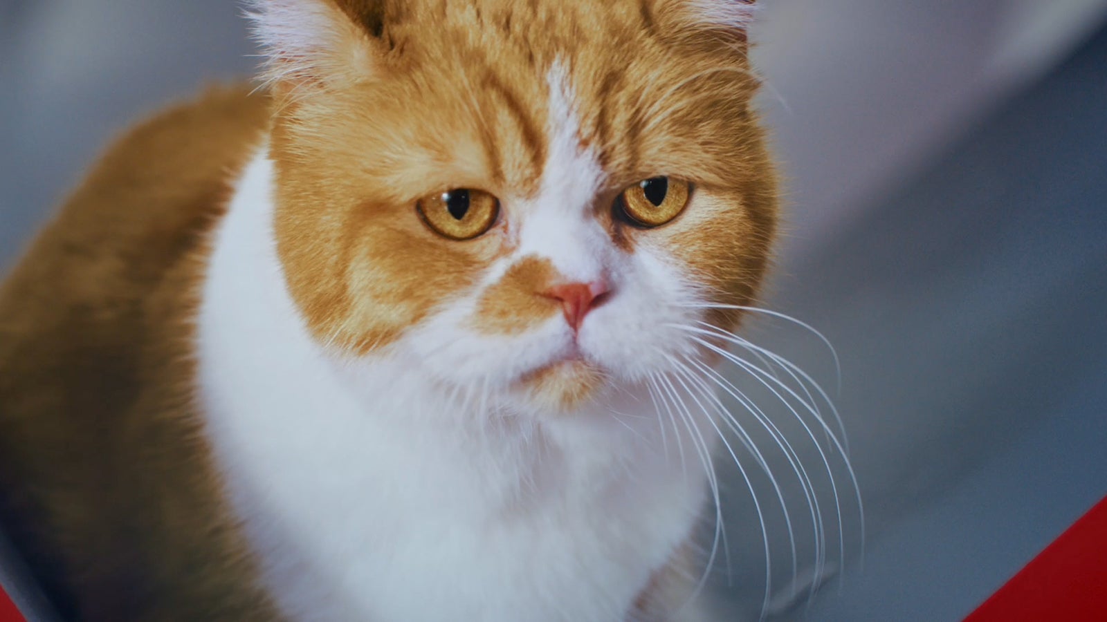 ふてニャン（提供写真）