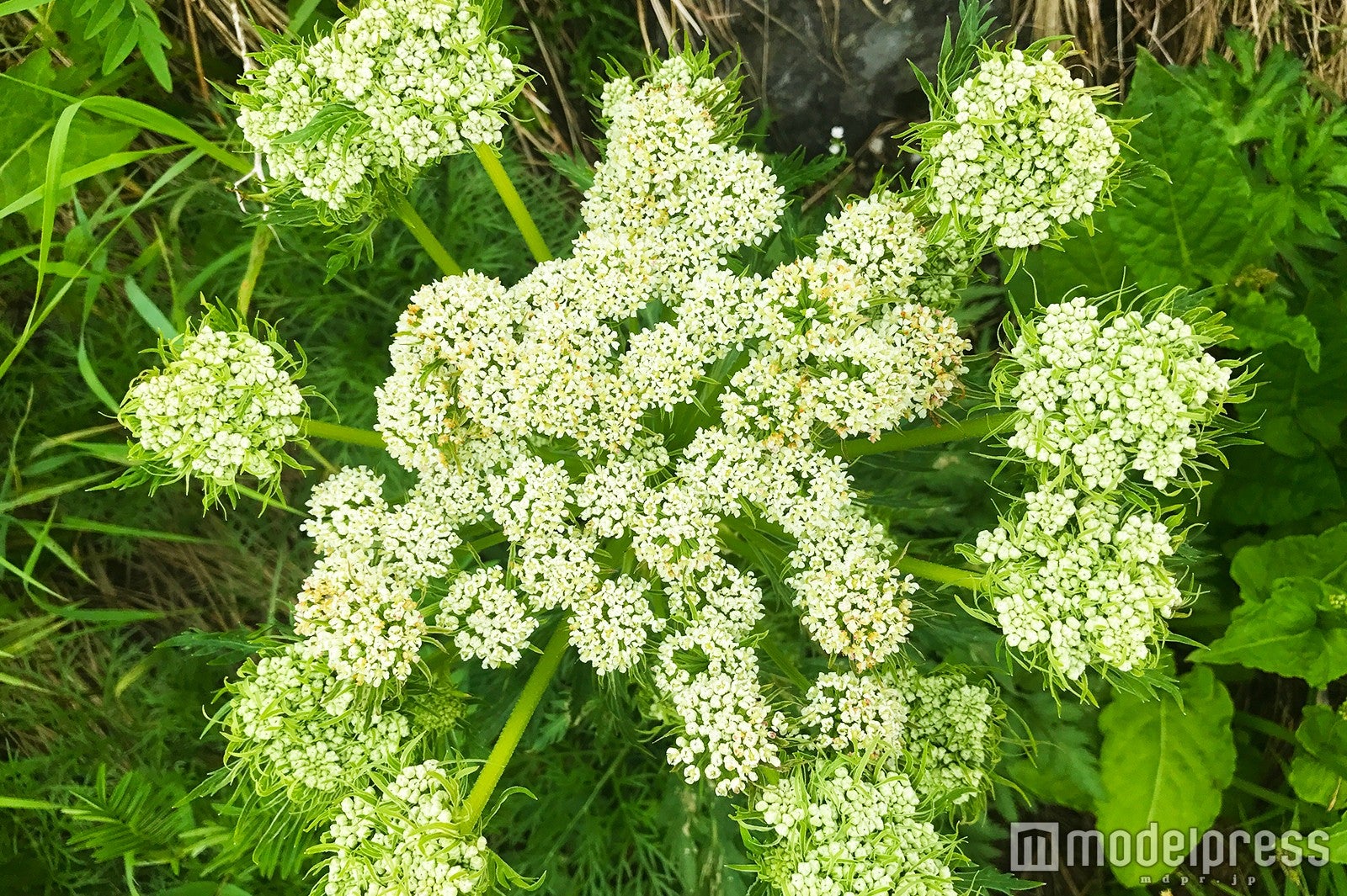 （C）モデルプレス