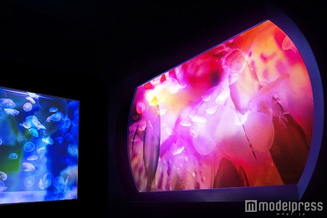 クラゲゾーン（イメージ）／画像提供：すみだ水族館