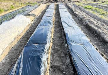 手探りの家庭菜園 明るく楽しく、失敗して、失敗して、失敗してまいります！ 山本浩之アナコラム