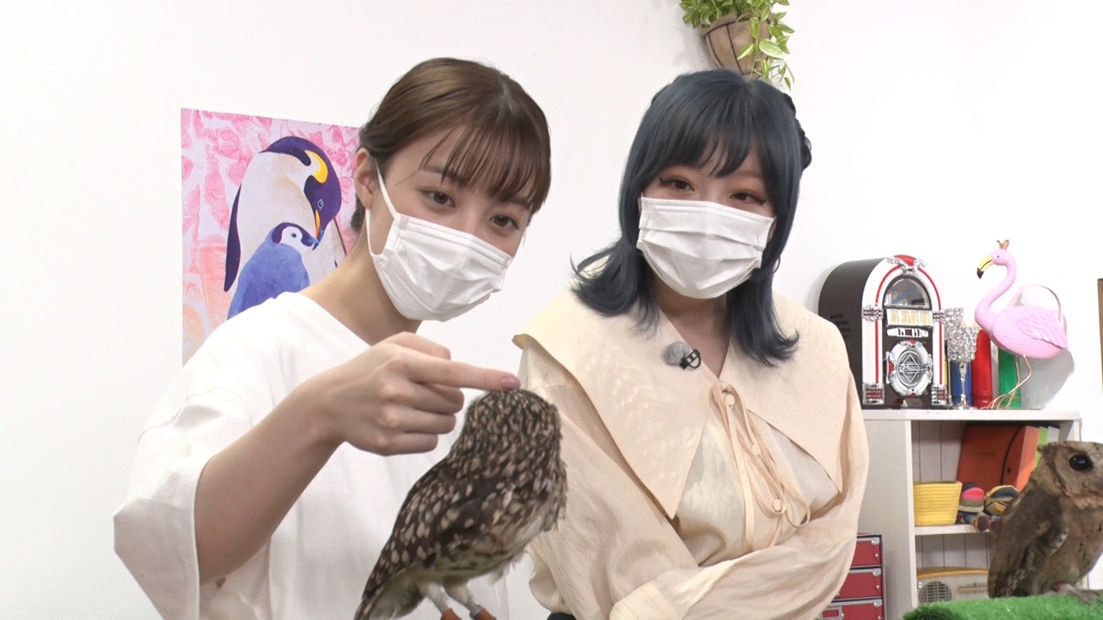 橋本環奈、“大の仲良し”きゃりーと動物ロケ「I LOVE みんなのどうぶつ園」新企画始動