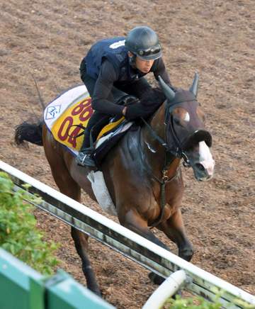 【アイビスSD】エコロレジーナ 動きは合格点 最終追いに菊沢師「楽に動けていた。いい状態」初タイトル奪取なるか