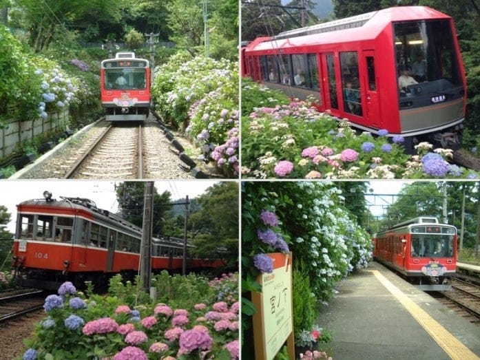 箱根登山鉄道沿線のあじさい（2007年、2015年撮影）