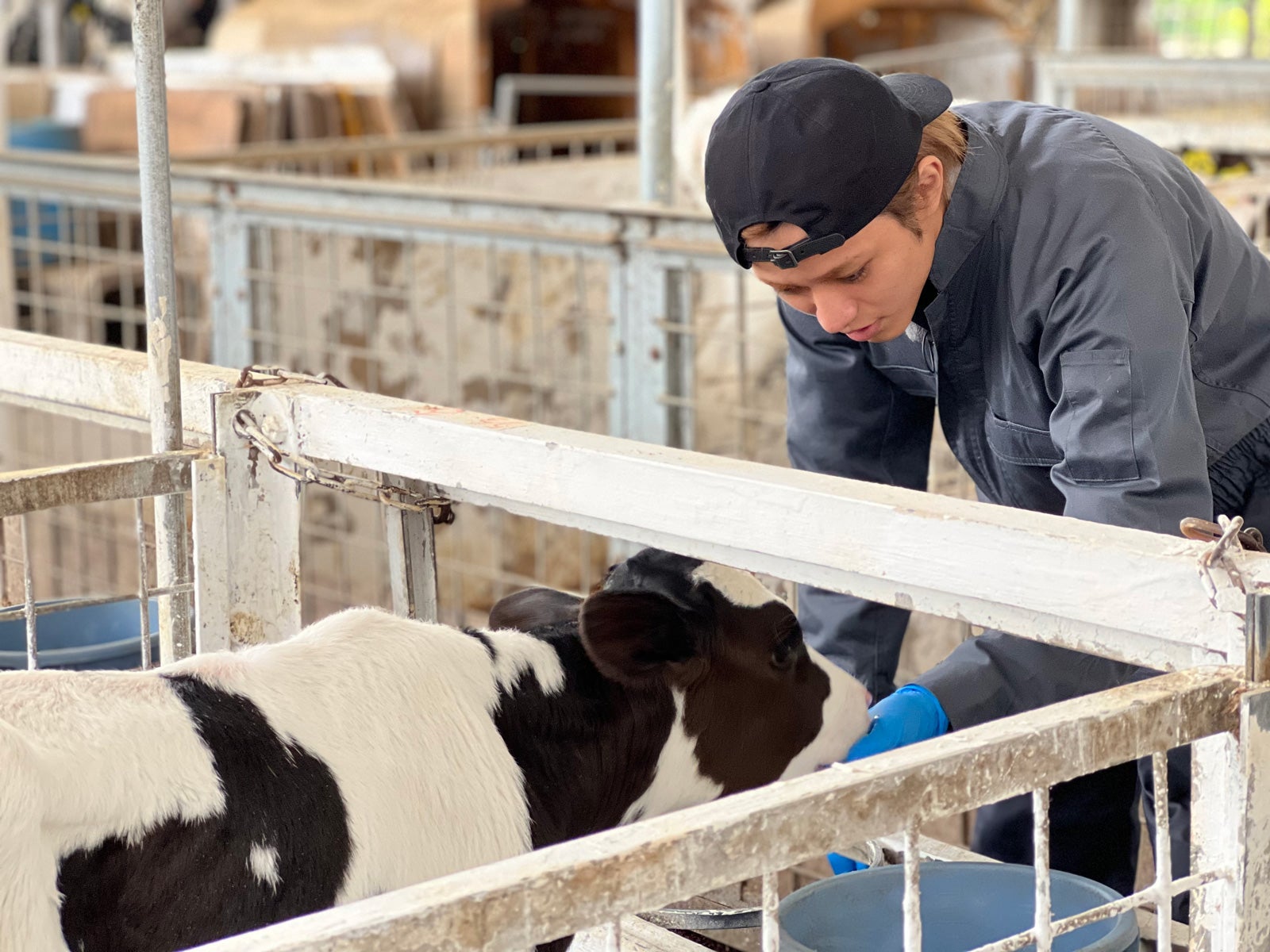 King ＆ Prince永瀬廉、180頭の巨大牛に悪戦苦闘　乳絞り初体験「命を感じます」