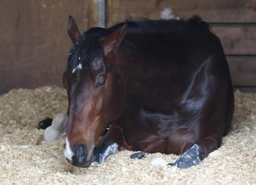 フィンガーぐっすり静養 羽田盃一夜明け