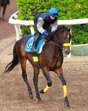 【新潟大賞典】シュガークン キタサン半弟が2年ぶり復帰戦 宮本助手が驚がく「これだけ動けるとは」