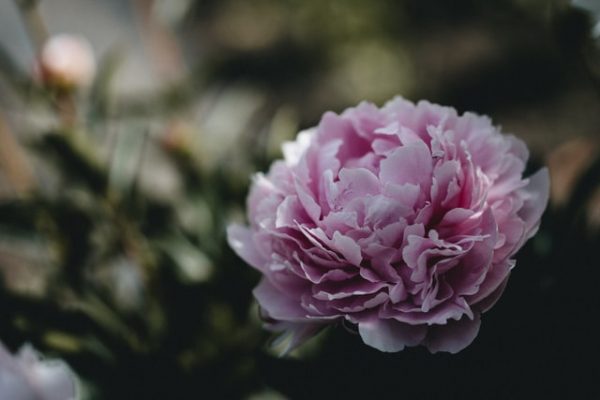 縁起のいいお花を集めました 和 洋まで飾るだけで幸せになれそうな花々をご紹介 モデルプレス