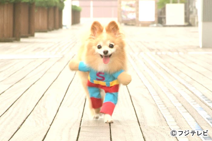 「二足歩行コスチューム」を着たペットが登場(C)フジテレビ