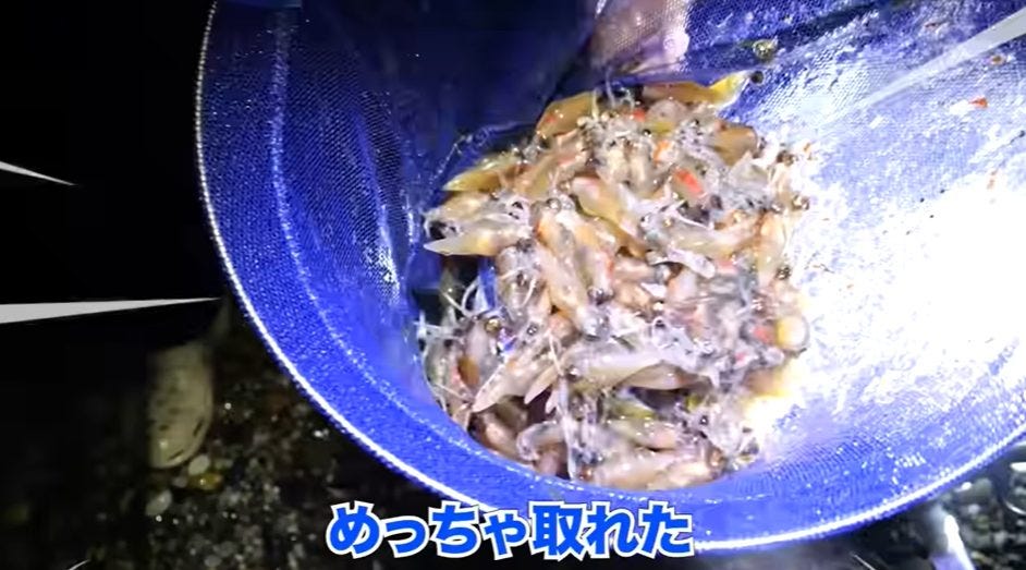 【ホモサピ】大量のホタルイカを手作り〇〇で吸う！効率勝負で網に惨敗！？