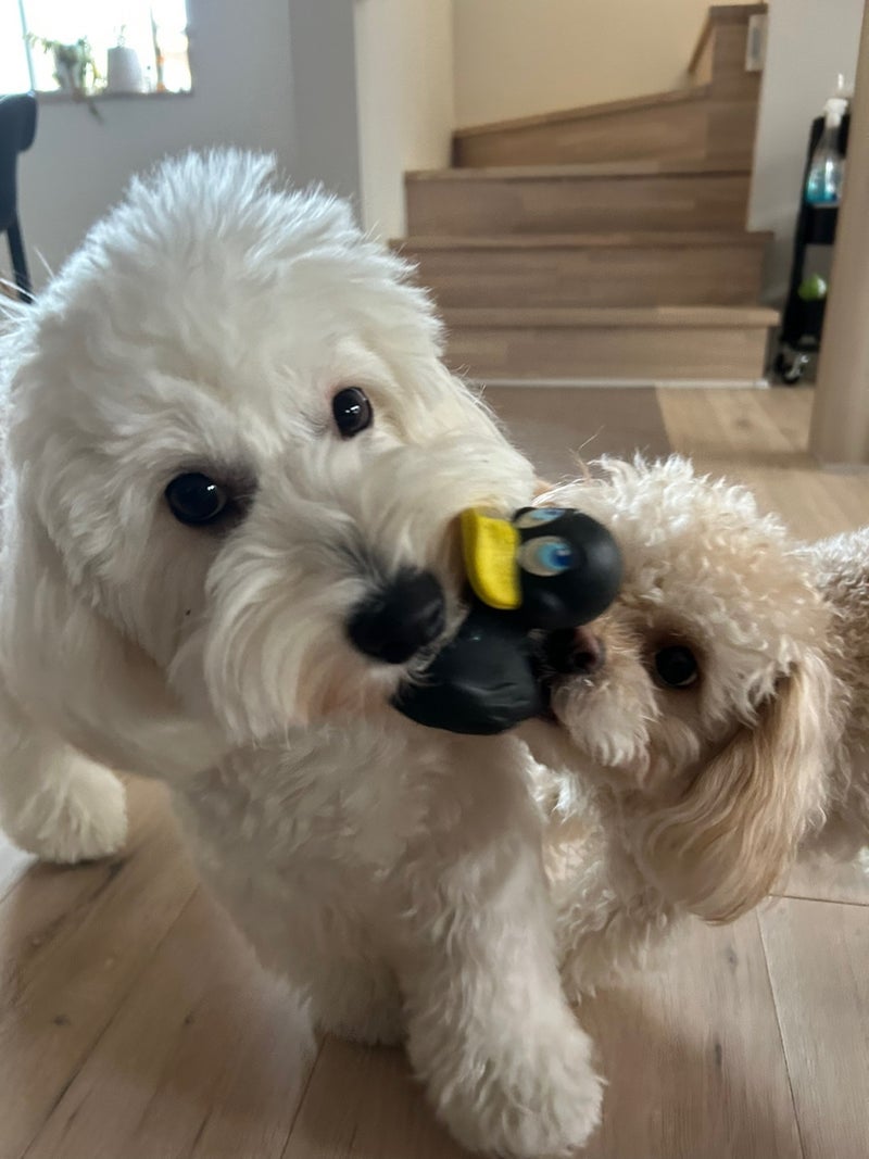 ぼん、ちょこ（提供写真）