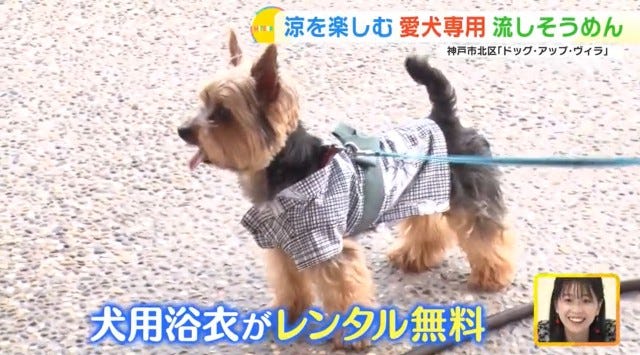 まだ思い出作りできてない人は必見！愛犬と楽しむ“流しそうめん”