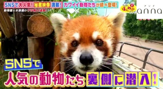 カワイイ姿がsnsで話題に 人気の動物園 水族館のウラ側 モデルプレス