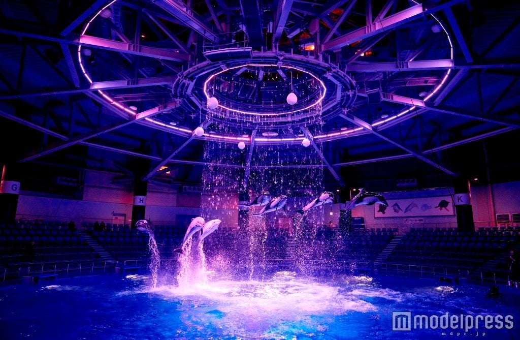 ドルフィンパフォーマンス／ナイトパフォーマンス「AURORA 桜 ver．」／画像提供：横浜八景島